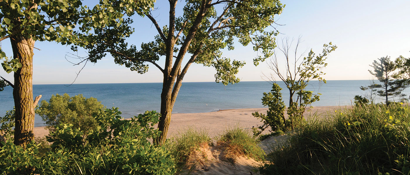 trees and a sandy lakeshore