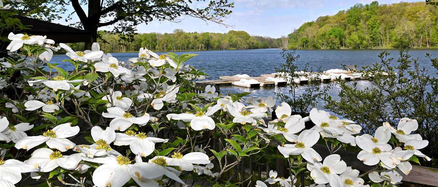 View of flowers by the lake