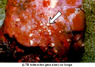 White-tailed Deer TB
