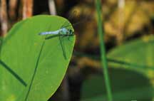 An Eastern pondhawk pauses on a water lily leaf at Pokagon State Park. During the summer months the park is an excellent place to see dragonflies.