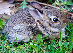 cottontail rabbit bunny