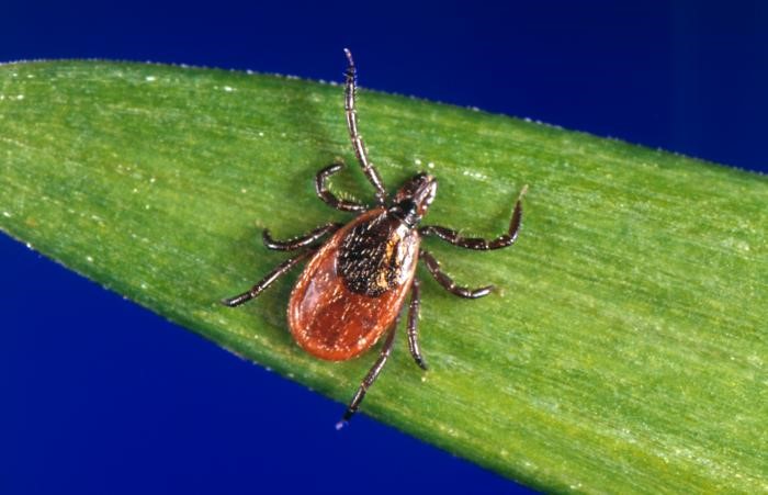 Blacklegged tick (Ixodes scapularis). Photo: James Gathany, Centers for Disease Control and Prevention.
