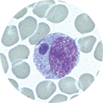 Ehrlichia chaffeensis in a white blood cell. Photo: Centers for Disease Control and Prevention.
