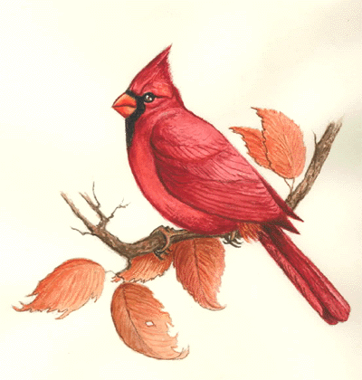 Cardinal Drawing