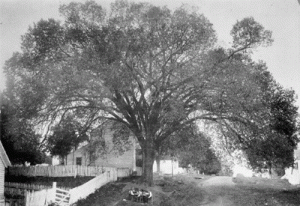 Delegates to the June 1816 constitutional convention apparently often worked in the shade of this tree. This Indiana State Library photograph of the “Constitution Elm” was taken between 1921 and 1925.