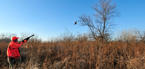 Hunter shoots bird in grassland