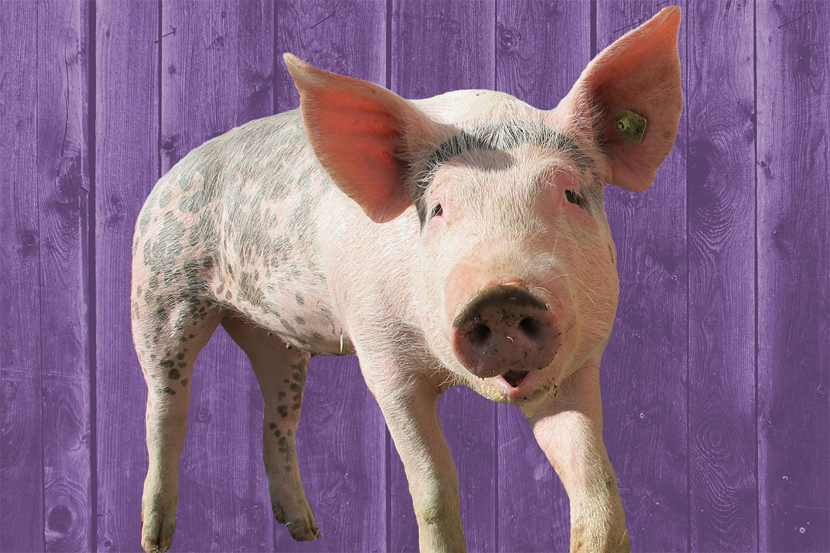 Swine Exhibition billboard