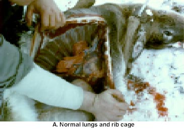 White-tailed Deer TB