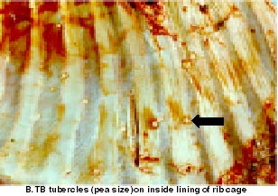 White-tailed Deer TB