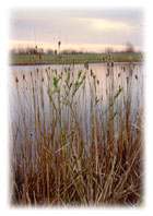 Long Lake