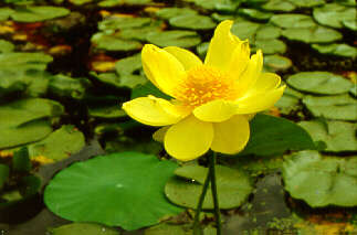A lily on a body of water