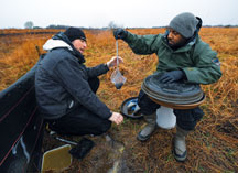 DNR Fish & Wildlife’s Jason Mirtl (left) and David Wiles (right) weigh a state endangered crawfish frog, sometimes called a Hoosier frog, as part of a mark-recapture study in Greene County.