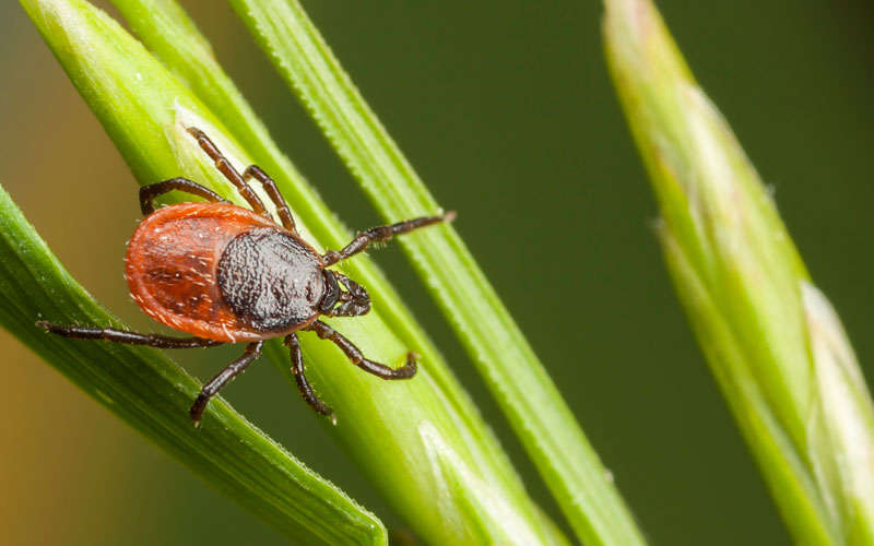 ticks-hover-card.jpg