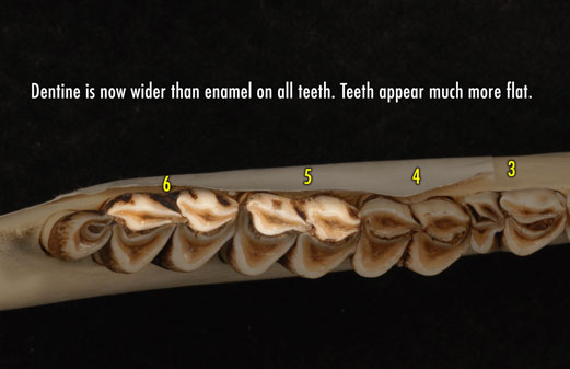 Apical view photo of deer jaw showing that the dentine is now wider than enamel on all teeth. Teeth appear much more flat.