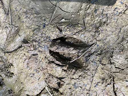 Deer tracks