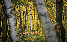 State-threatened paper birch trees grow at North Woods Nature Preserve, Indiana&rsquo;s 299th, which added 38.22 acres to the Boreal Flatwoods Nature Area in LaPorte County. 