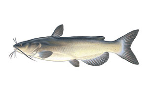 Catfish picture