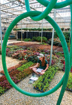 DEPP inspector Ren Hall writes a stop sale form as she looks over coleus plants that have virus symptoms and were later confirmed to have impatiens necrotic spot virus. 