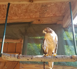 hawk