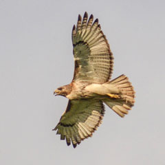 Red-tailed Hawk (Buteo jamaicensis) in flight/ Photo taken by J. Emmack