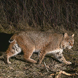 bobcat