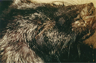 Canine Distemper 