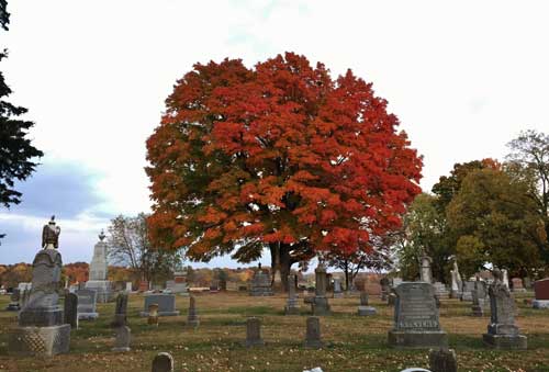Photo of tree