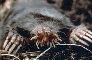 Star-nosed mole Star-nosed mole. Photo credit: US National Parks Service