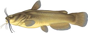 Yellow Bullhead
