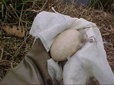 Canada Goose Egg