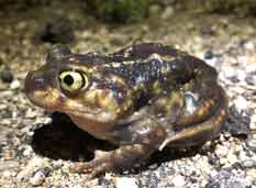 Eastern Spadefoot