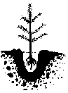 diagram showing tree planted correctly in depth