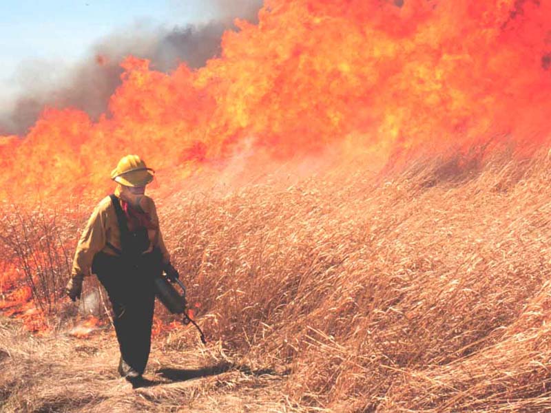 Prescribed burn at Potato Creek State Park