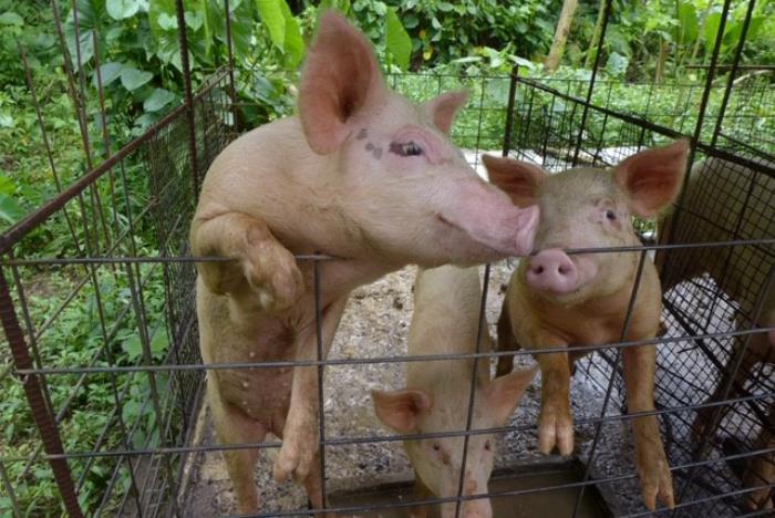 Pig