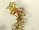 Hydrilla