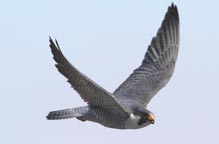 peregrine falcon