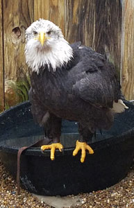 eagle eagle