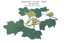 State Tree