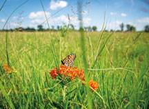 A regal fritillary, which is listed as a state endangered species, rests among the vast expanse at Kankakee Sands near Morocco.
  