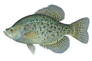 Black Crappie