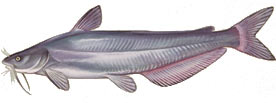 ed-blue_catfish.jpg