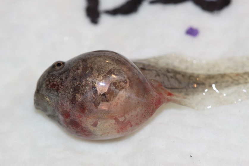 A tadpole showing hemorrhaging near the base of the tail.