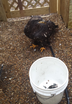 Feeding time for eagle Feeding time for eagle