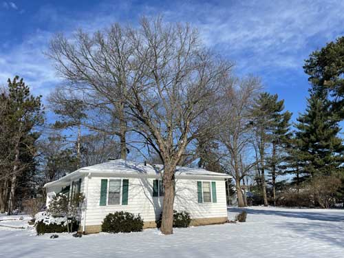 Photo of tree