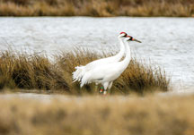 Sandhill crane at Goose Pond FWA