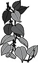 ivy.jpg