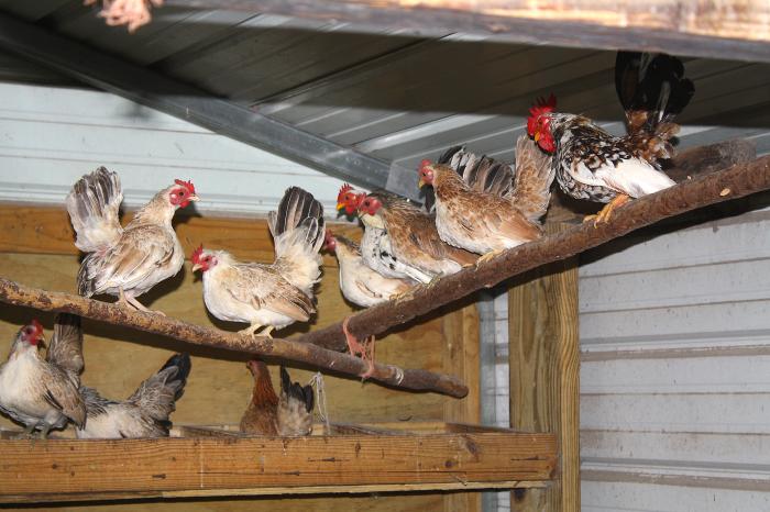 Chicken