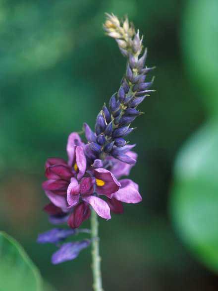 Kudzu flower