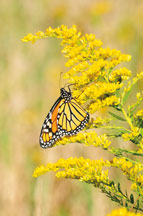 Butterfly in habitat