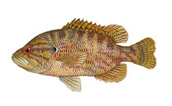 War mouth sunfish